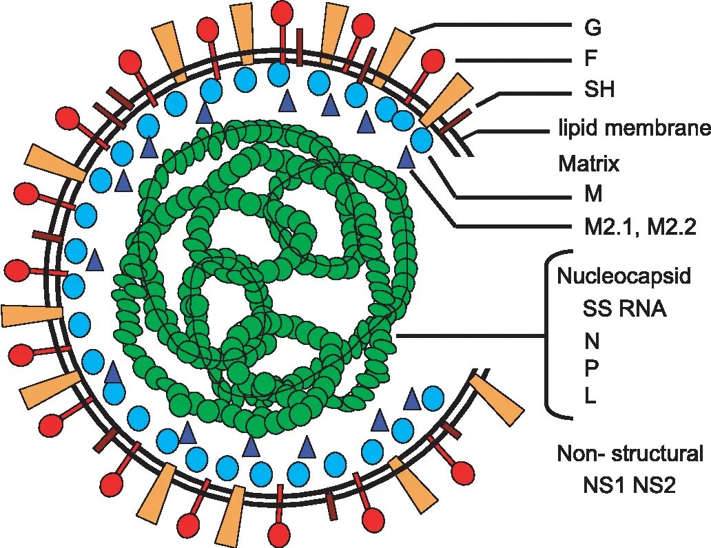 Paramyxoviridae Rubulavirus. Rubulavirus строение. Парамиксовирусы рисунок. Rubulavirus микробиология. Syncytial virus