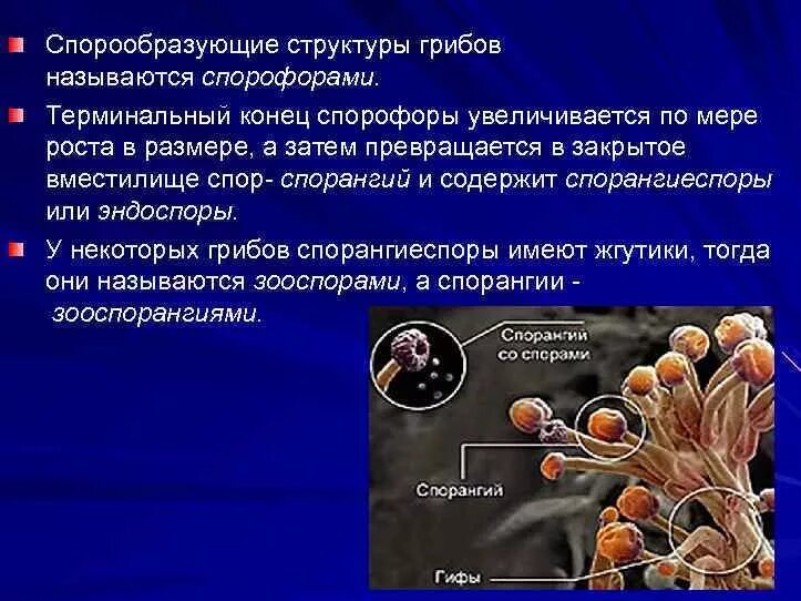 Вместилище бесполых спор грибов. Строение микроскопических грибов. Спорообразующие структуры. Эндоспоры и экзоспоры грибов. Название микроскопических грибов.