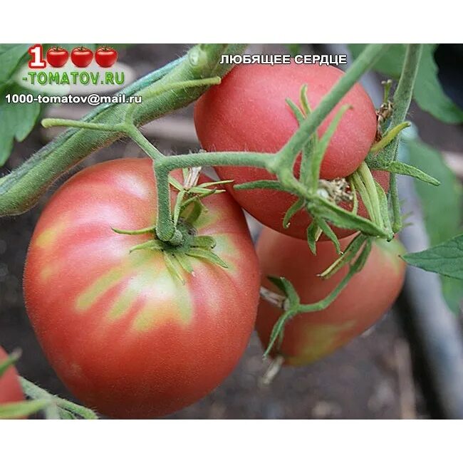 томаты любящее сердце описание сорта. томат любящее сердце характеристика и отзывы. сорт томата любящее сердце. томат любящее сердце характеристика. томат любящее сердце характеристика и отзывы.