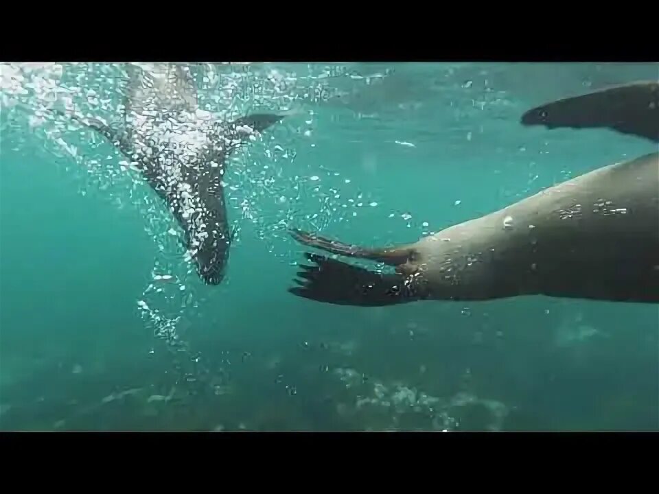 Включи видео про морского. Включи видео про морского. Включи видео про морского. Включи видео про морского. Морские животные тихого океана.