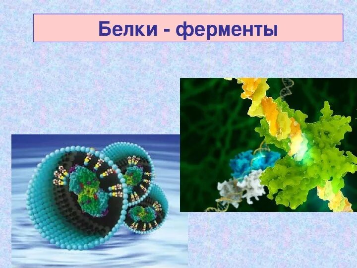 Белок название фермента. Белковые ферменты. Фермент белка. Ферментативные белки. Белки являются ферментами.