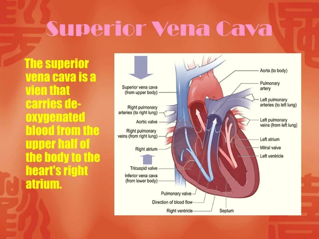 В легкие птиц поступает кровь. Vena Cava Superior типография. Синдром Вена кава Супериор.