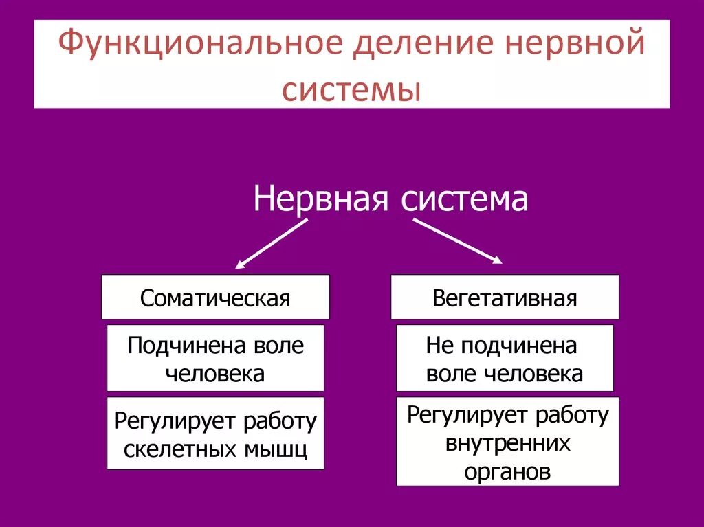 Функциональное деление нервной системы. Нервная система соматическая и вегетативная схема. Функциональная классификация отделов нервной системы. Схема деления нервной системы.