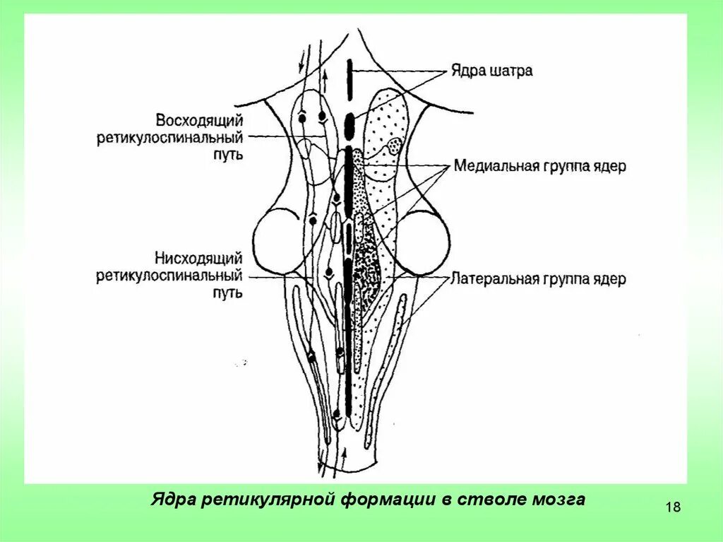 Стационарное ядро. Ядра ретикулярной формации ствола мозга. Ядра шва ретикулярная формация. Оливные ядра ядра ретикулярной формации. Ретикулярные ядра продолговатого мозга.