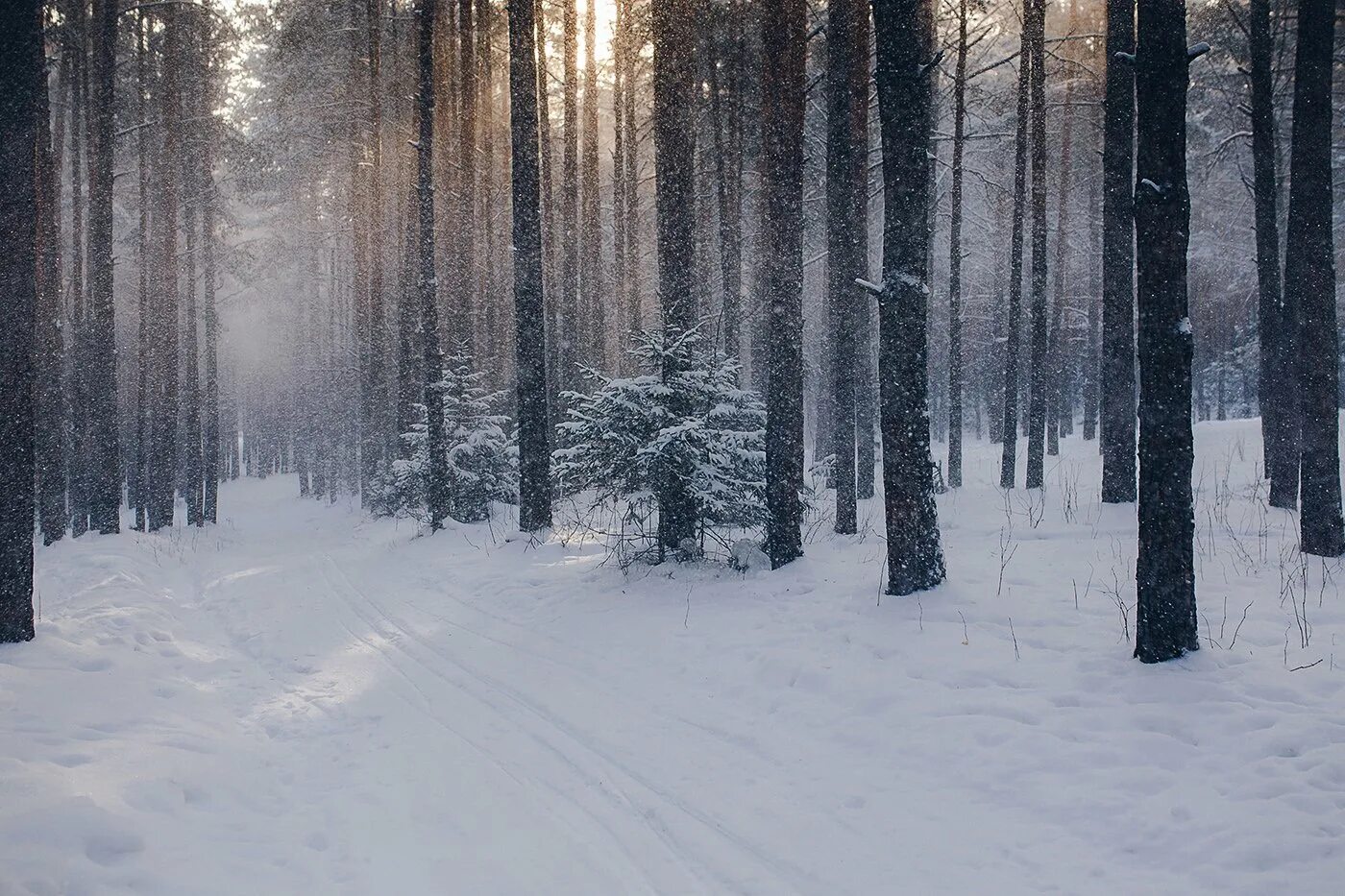 Снежок лесной. Снежный лес. Фото снежного леса. Снежный лес фото. Зима в лесу расфокус.