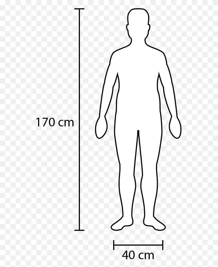 Ширину фигуры. Размеры человека. Ширина тела человека. Габариты человека. Силуэт человека для эргономики.