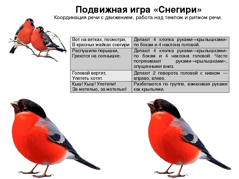 Развивающее занятие птицы. Зимующие птицы для детей дошкольного возраста. Пальчиковая гимнастика Снегири. Снегирь для детей. Развитие снегиря