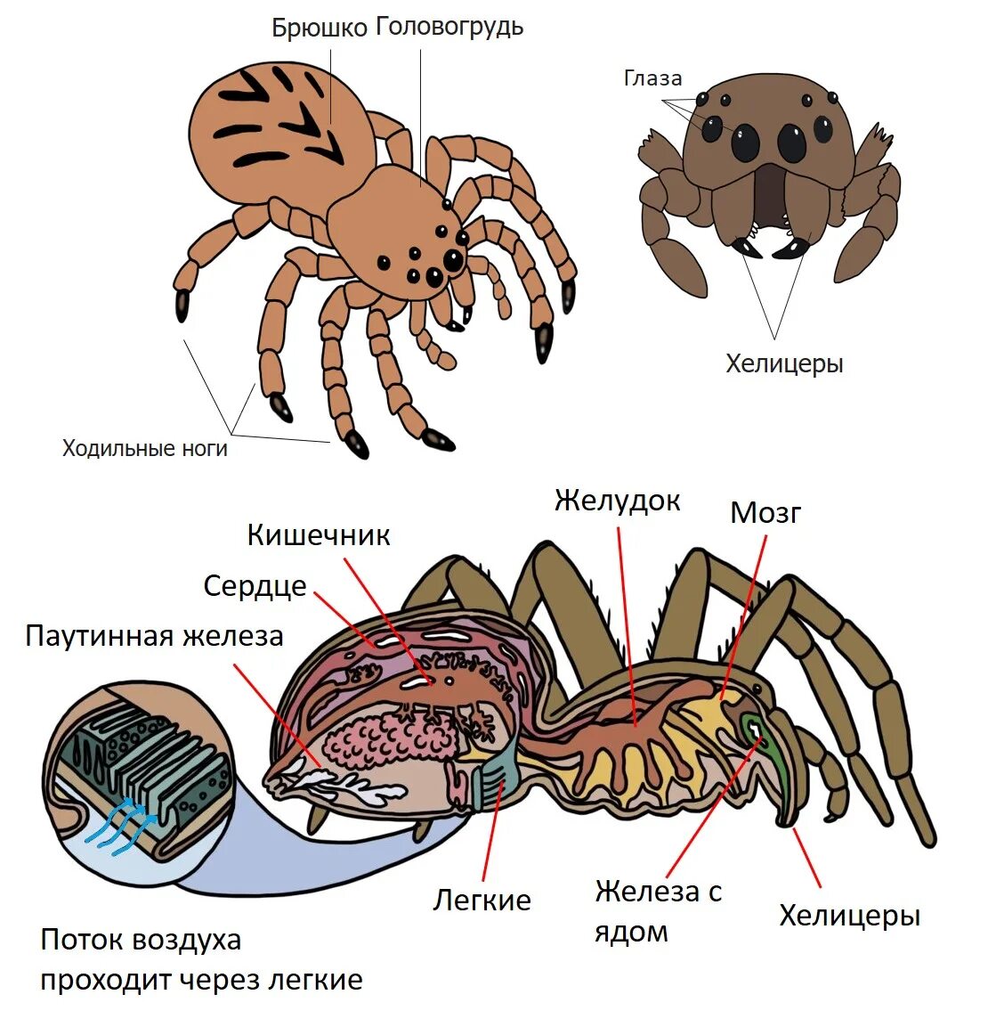 Паукообразные схема. Внешнее и внутреннее строение паука. Внешнее строение паука паукообразных. Внешнее строение паука крестовика. Класс паукообразные внешнее строение паука крестовика.