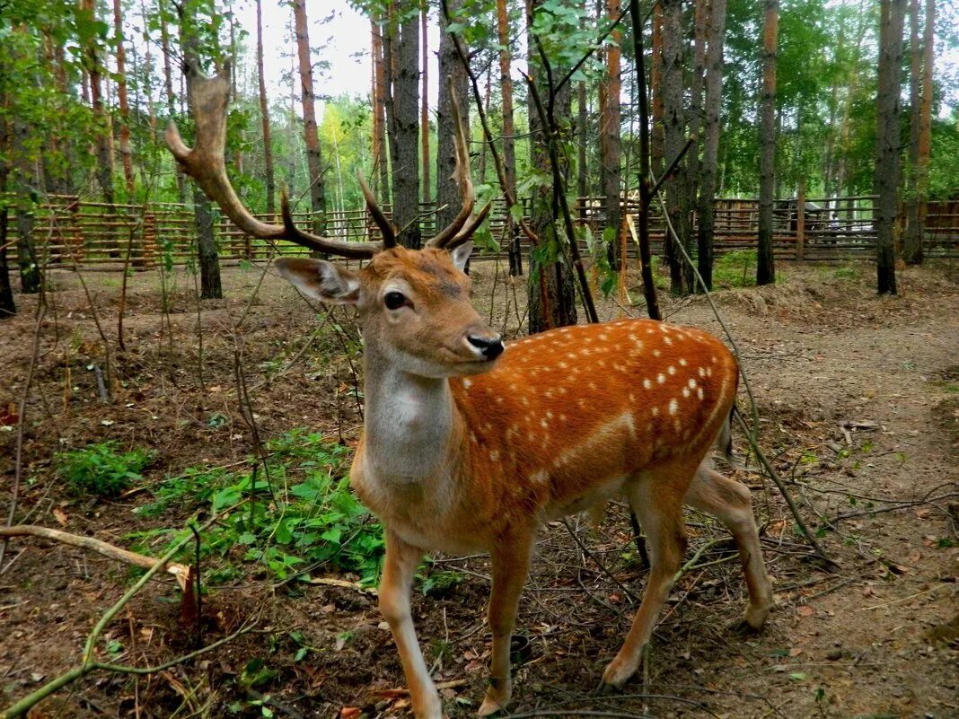 Домашние животные нижний новгород. Деревенская корова с теленком. Фотосессия с животными нижний новгород. Приют для собак в нижнем новгороде. Королевский кармал.