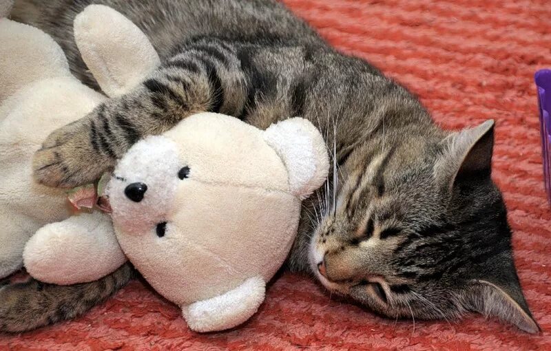 котенок и медвежонок. мишка и котик. котики милота.