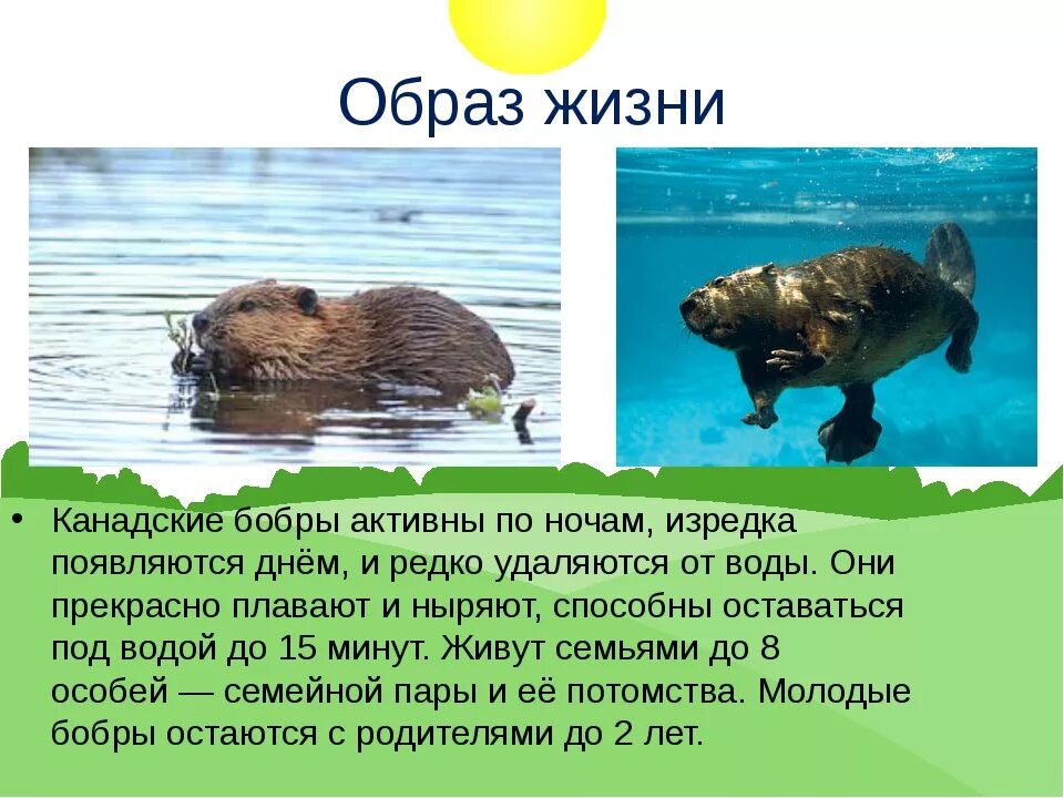 Сообщение про бобра