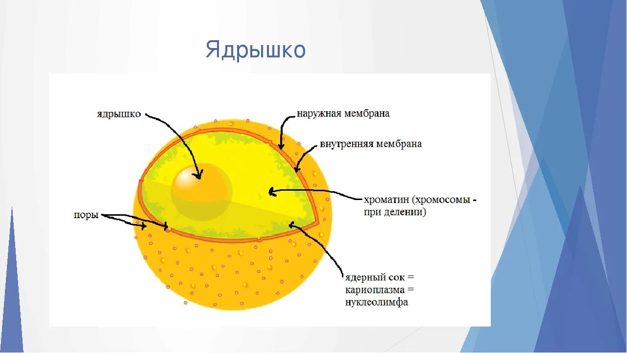 Строение ядрышка клетки. Строение ядра эукариотической клетки схема. Ядро мембрана ядерный сок ядрышко. Структура эукариотической клетки ядро ядрышко. Ядро клетки схема