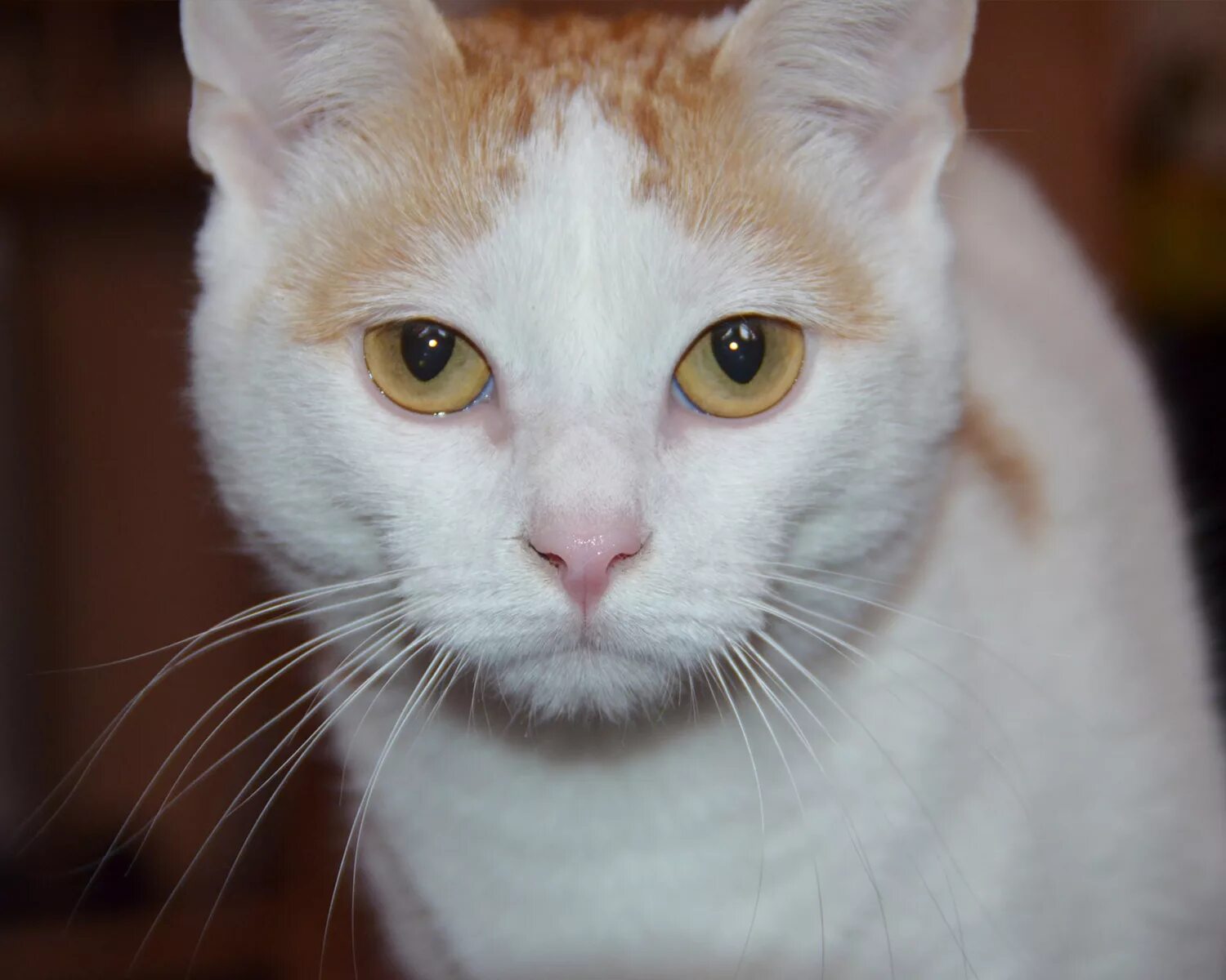 Кошка с желтыми глазами порода. Турецкий Ван короткошерстный рыже белый. Турецкий Ван гладкошерстный. Турецкий Ван рыжий. Турецкий Ван глаза.