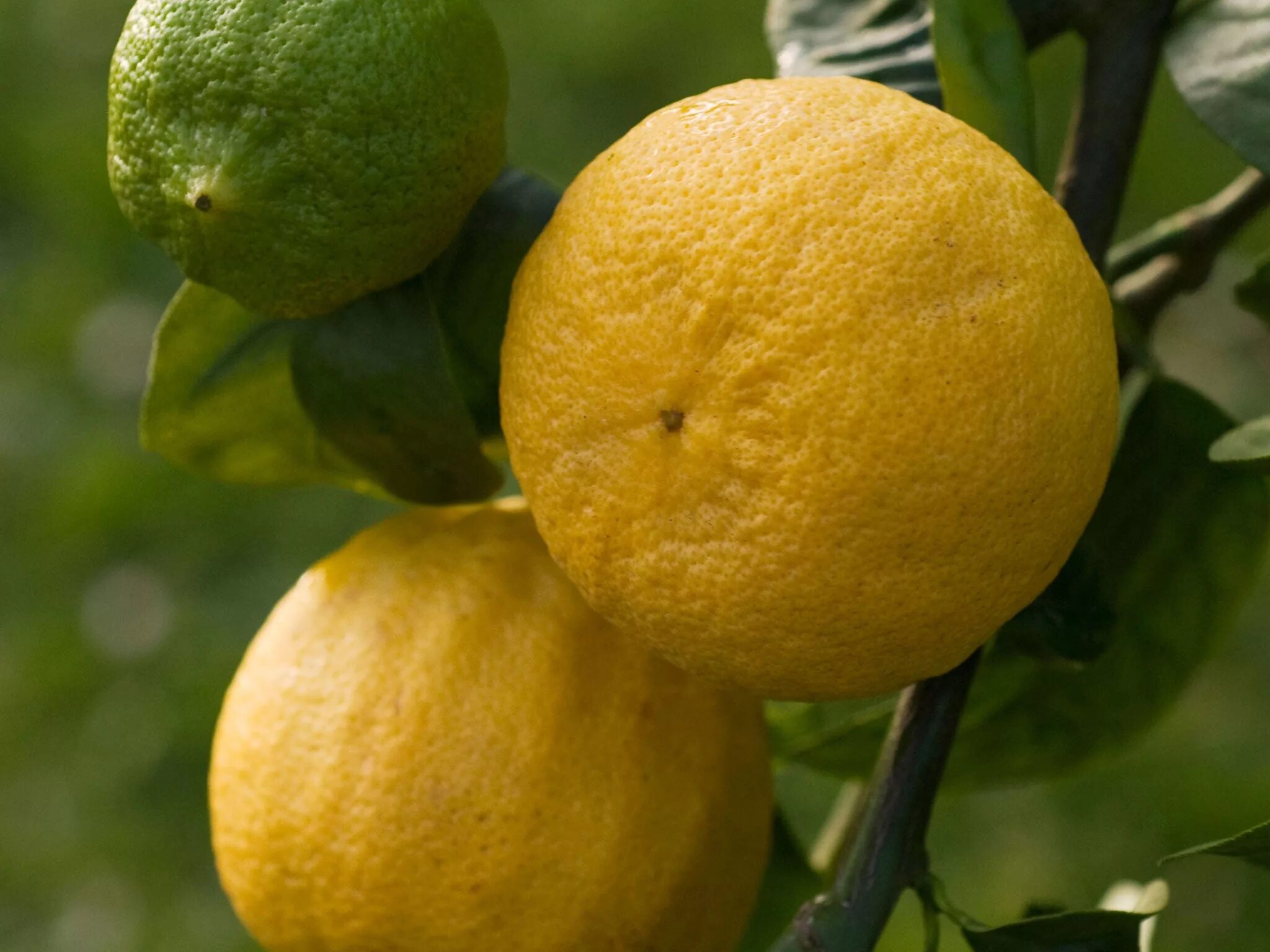 Бергамот - полезный цитрус Bergamot orange, Bergamot plant, Orange plant
