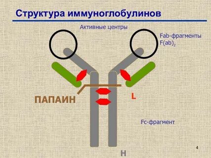 Активный е