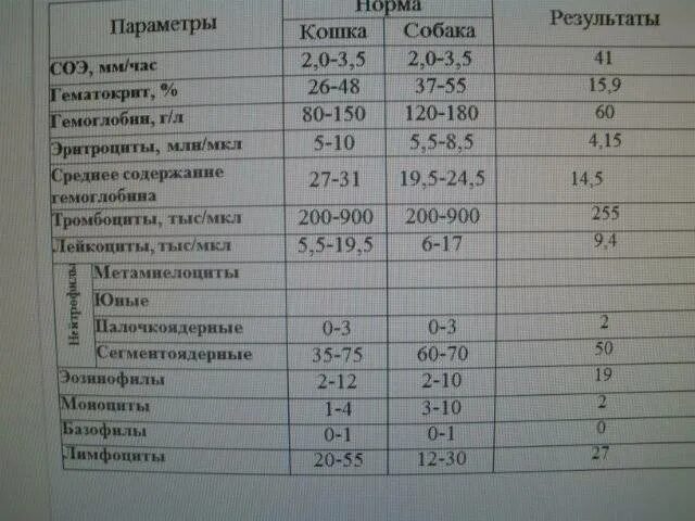 Соэ 5 мм. Норма СОЭ У кошек. Гематокрит анализ. Норма СОЭ норма гематокрита. Норма СОЭ В крови у кошек.