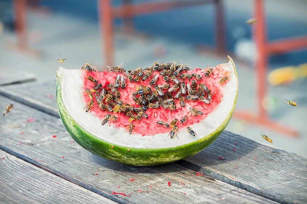 Big watermelon. ОС Арбуз. Цифра 5 из арбуза.