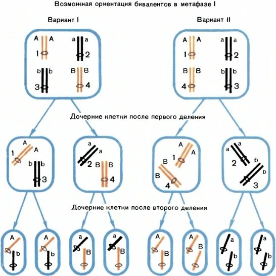 Мейотическая рекомбинация. Хромосомный цикл. Независимое расхождение хромосом в мейозе. Редукционное деление и эквационное деление. Перекомбинация генов в мейозе