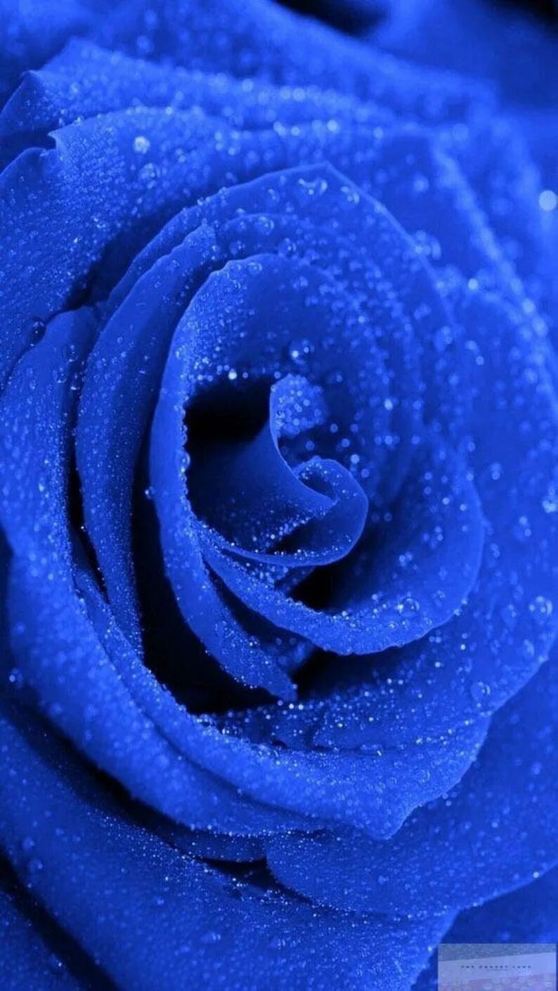 Синее синее сильнее. Синий. Синяя роза. Синий цвет. Синей цвет.