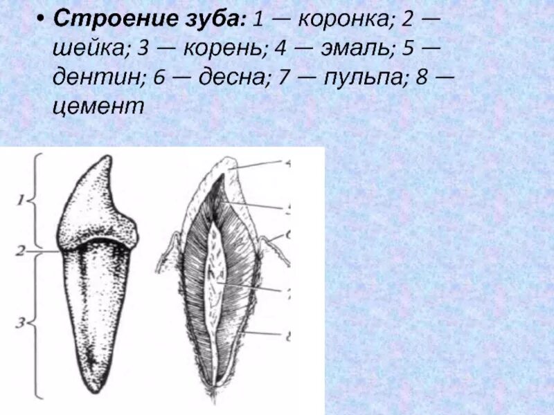 Отделы коронки зуба. Строение зуба. Структура зуба. Строение зуба человека.