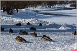 Фото: Photo Nature. Фотолюбитель Владимир Белов. Природа. Фотосайт Расфокус.ру