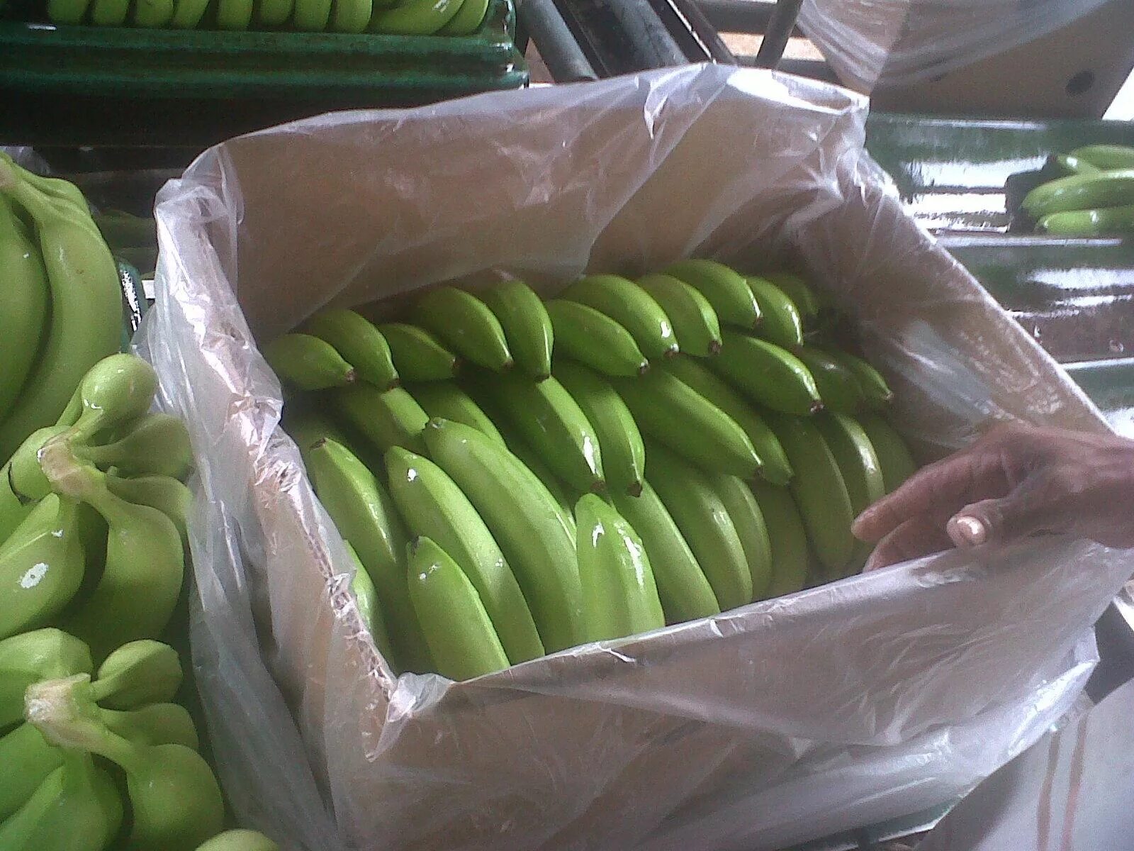 Где купить банан. Зеленые бананы. Бананы из Эквадора. Сорт банана Эквадор. Зеленые бананы на прилавке.