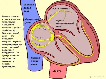 Водителем ритма проводящей системы