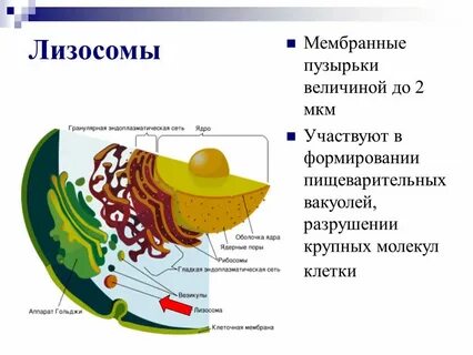 Какие структуры формируются при участии лизосом