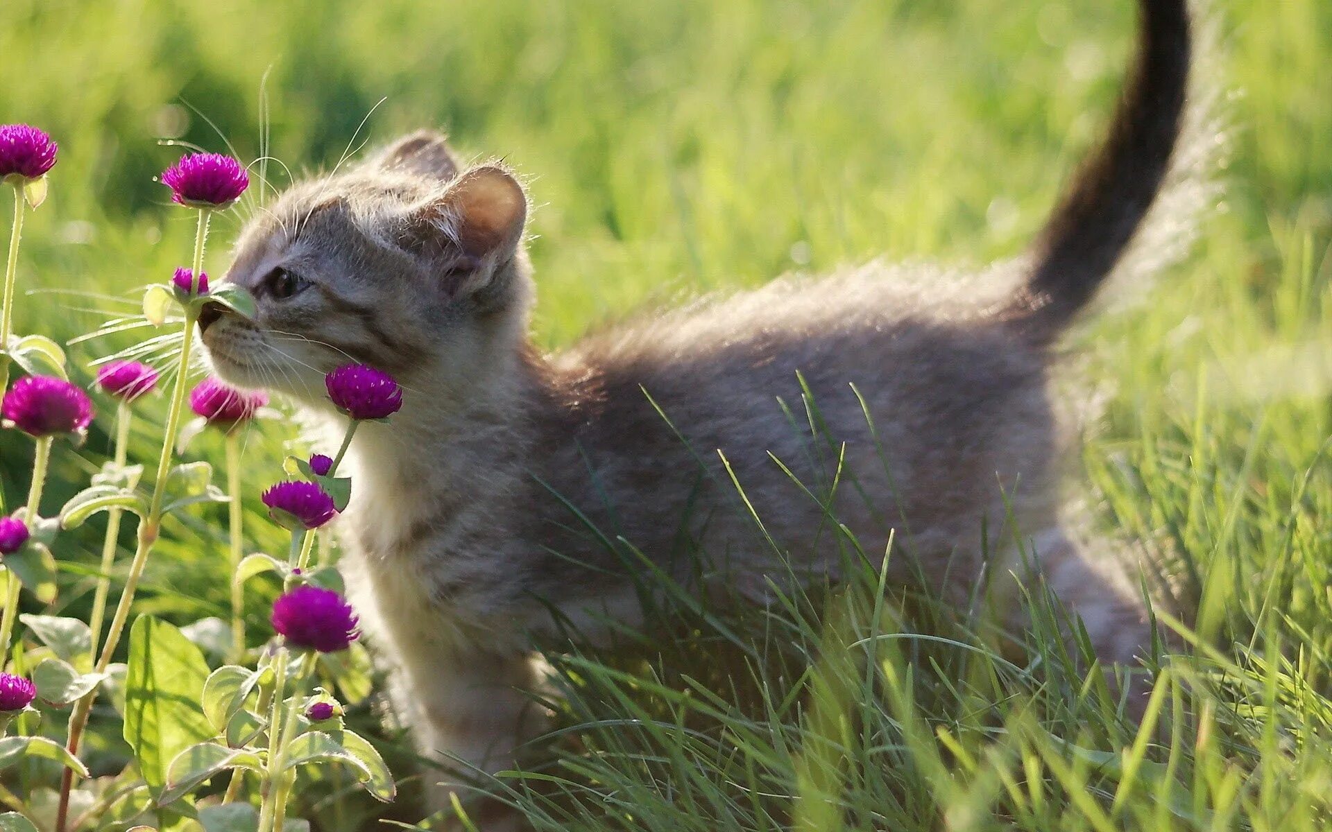 Животные летом. Кошка на природе. Весенние котята. Животные и растительный мир весной