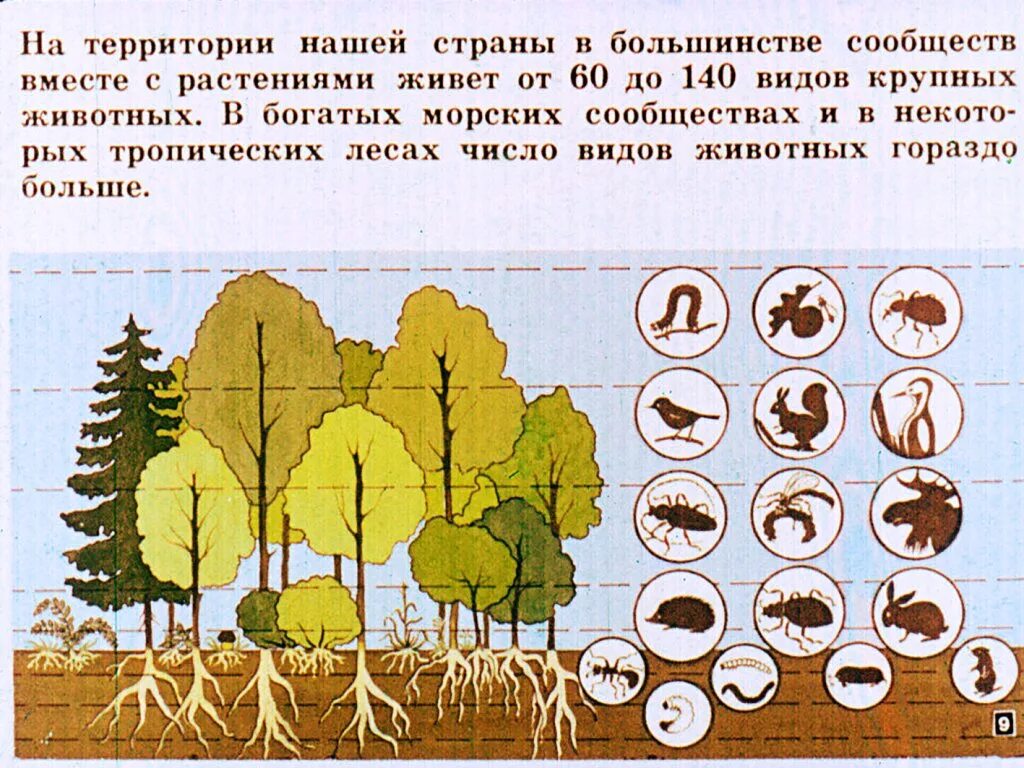 Природные сообщества. Схема природного сообщества. План изучения природного сообщества. Природные сообщества растений и животных. Расскажи о каком либо природном сообществе