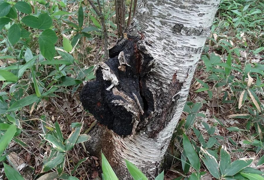 Ex fr. грибной нарост на березе черного цвета. чай гриб на дереве. гриб чага. грибной нарост на березе черного цвета.