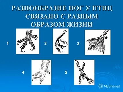 Органы конечностей птиц