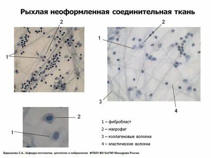 Макрофаги препарат
