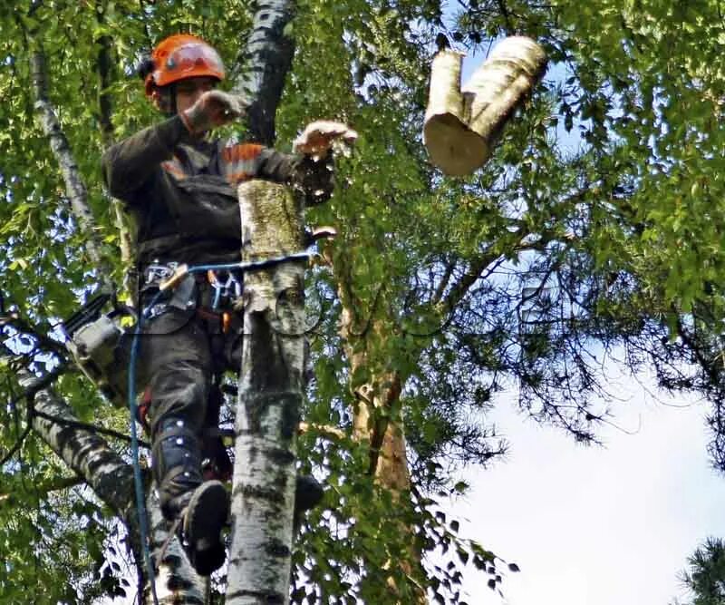 Дровосек удаление деревьев. Дровосек удаление деревьев