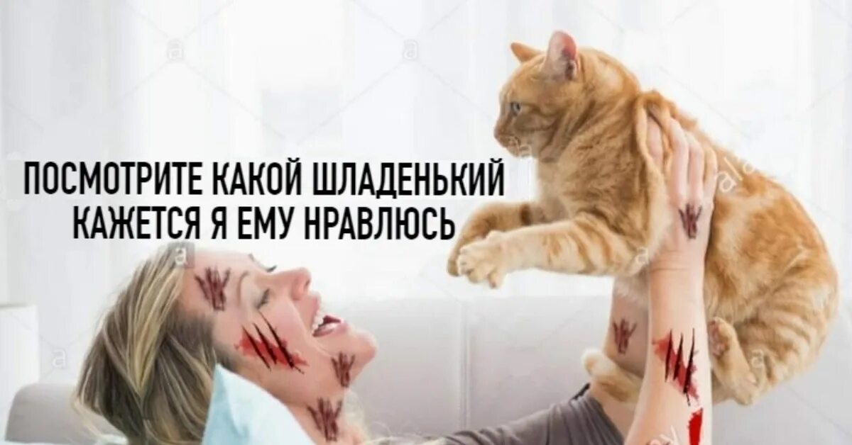 Включи котик люди