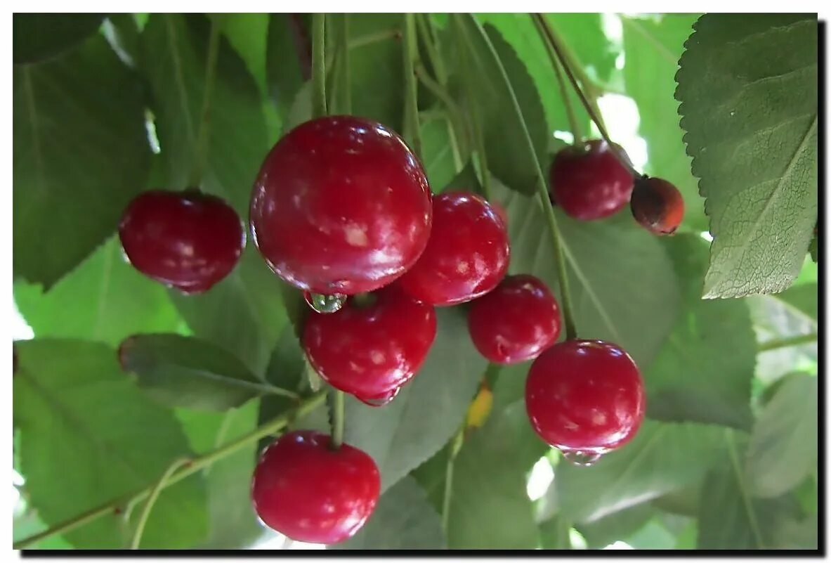 Вишня шпанка. Вишня гриот белорусский. Вишня форум. Вишня форум. Вишня орлица.