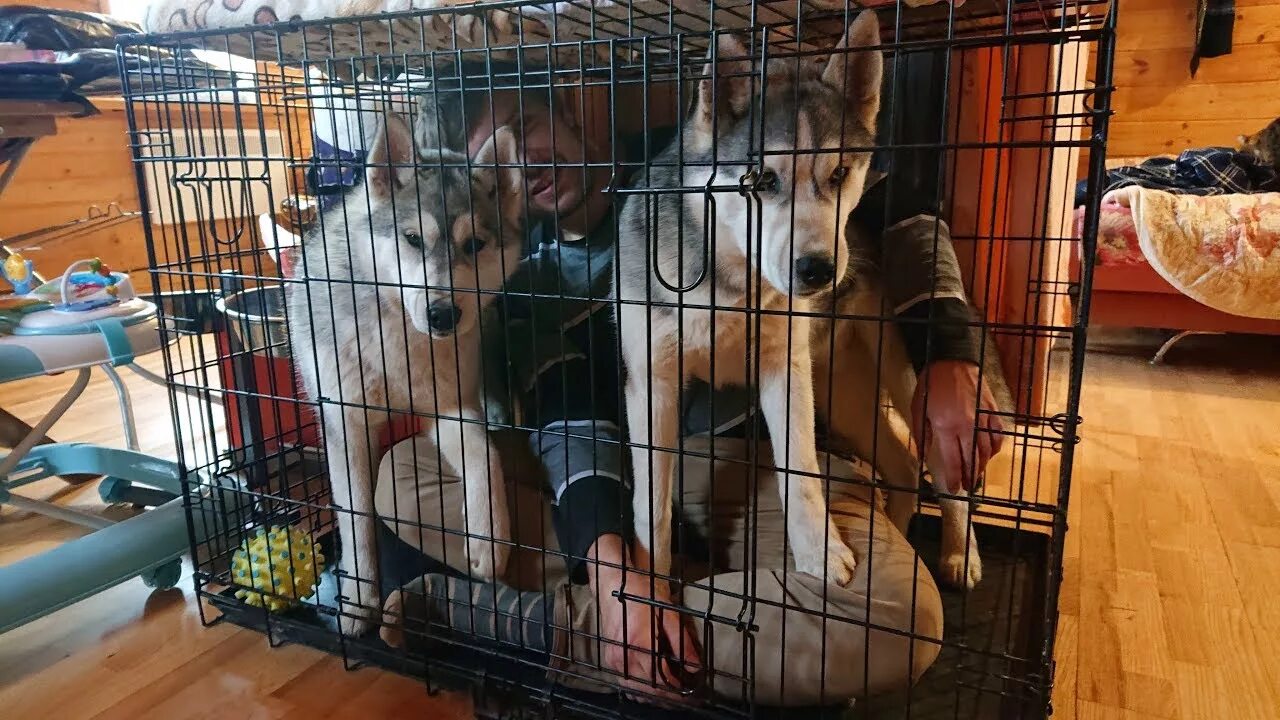 Как приучить сибирскую хаски к дому. Хаски туалет. Хаски 7 октября. Husmut : хасмут / хаски и маламут /. Хаски возле туалета.