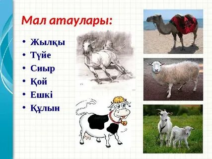 Мен кискамды жалағанын қалаймын