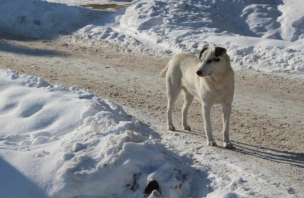 Снег голодный. Собака в снегу. Бродячие собаки зимой. Бездомная собака в снегу. Уличные собаки зимой.