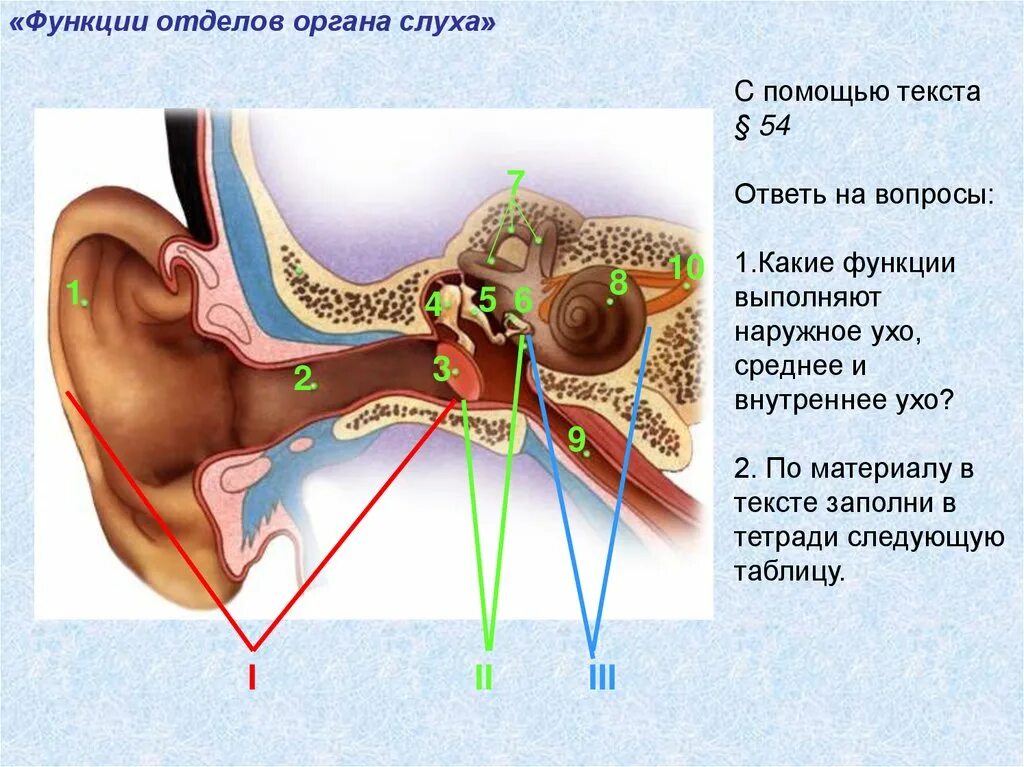Строение слухового анализатора отделы. Строение уха 8 класс биология. Отдела слухового анализатора ухо. Строение слухового отдела уха слуховой анализатор.