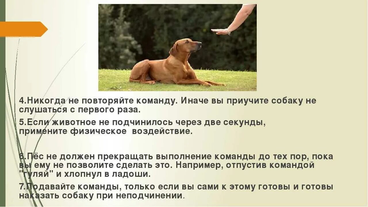 Что делать если собака не слушается