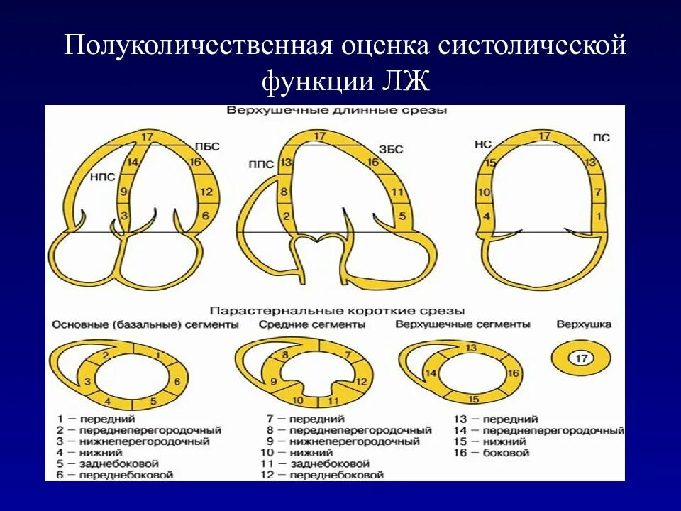 Сегменты по эхокардиографии. Сегменты миокарда эхокардиография. Сегменты левого желудочка на ЭХОКГ. Сегменты лж схема.