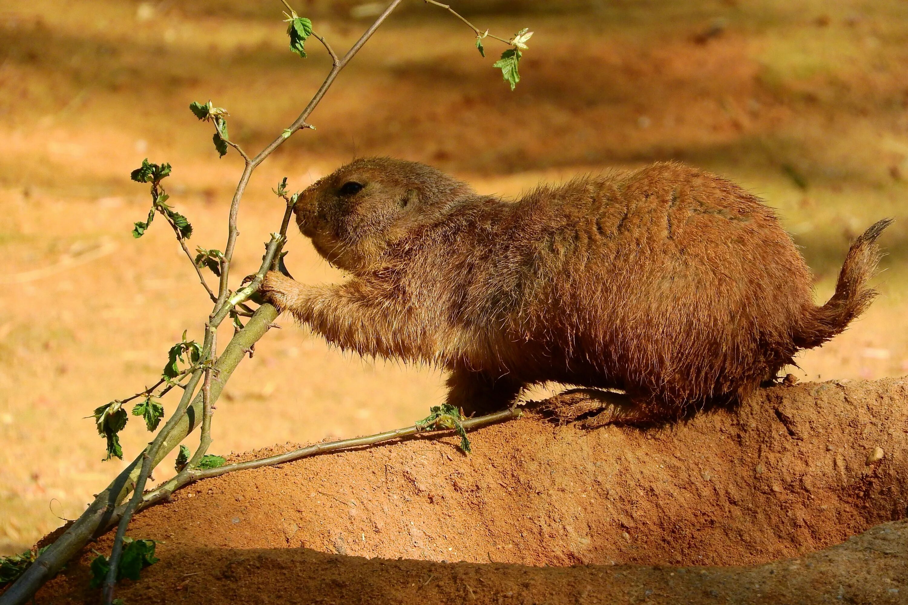 Cynomys ludovicianus. Земляная собачка. Луговая собачка. Полевая собачка грызун. Земляные написать