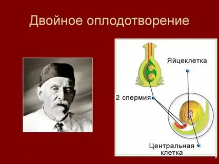 Отличия голосеменных от покрытосеменных двойное оплодотворение