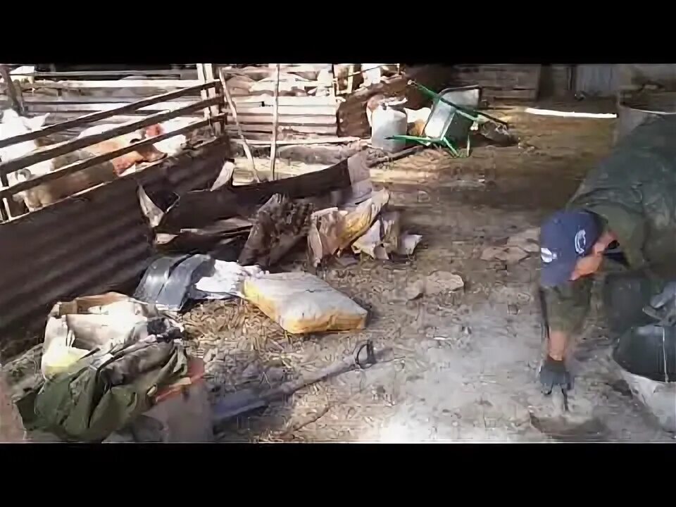 Лпх предгорье алтая номер телефона. Взвешивание свиней на весах. Экоферма алтайское предгорье. Содержание свиней на глубокой подстилке зимой несменяемой. Лпх предгорье алтая.