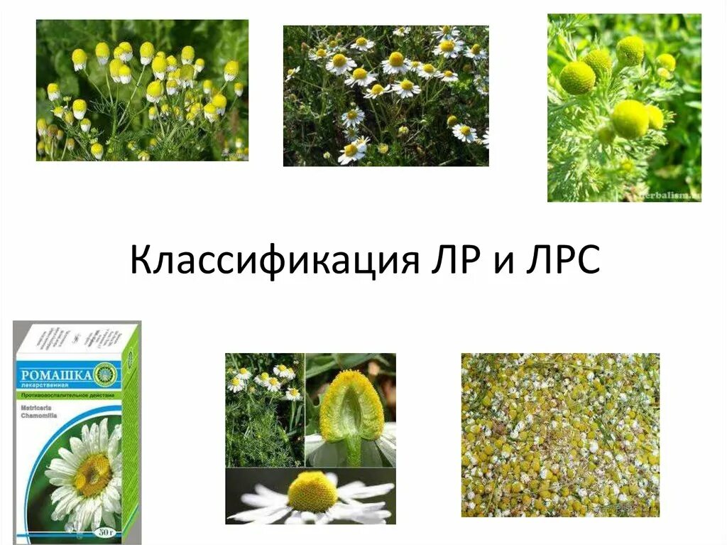 Морфологические группы лекарственного растительного сырья. Классификация лекарственного растительного сырья. системы классификаций лекарственного растительного сырья.. классификация лр и лрс. систематика лекарственных растений.