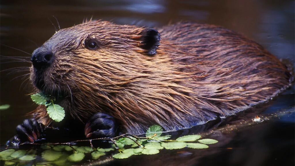 канадский бобр (castor canadensis). канадский бобр (castor canadensis). бобр сухой. бобр речной обыкновенный. канадский бобр (castor canadensis).