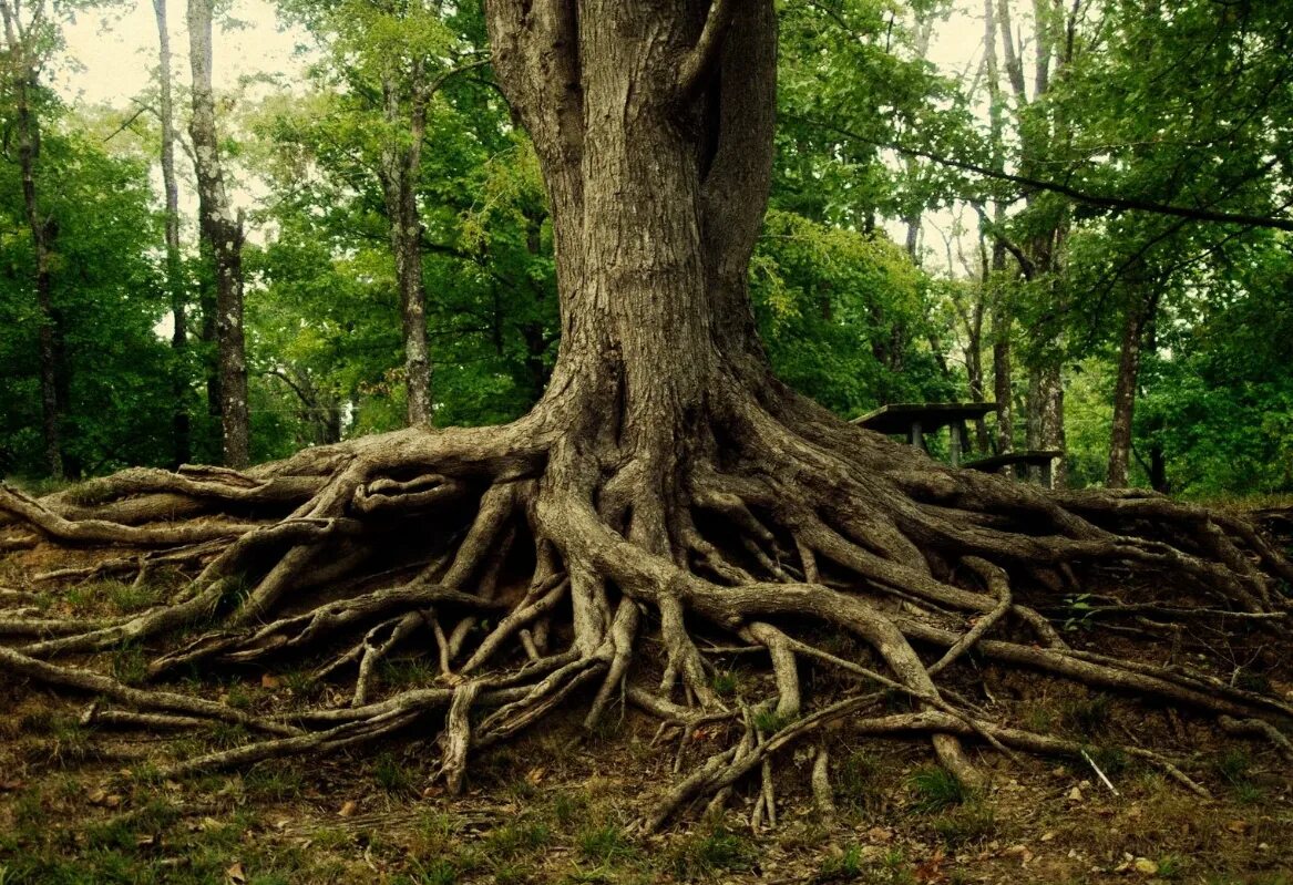 Могучие стволы. Карагач дерево корни. Вяз корни подпорки. Дерево корня вяза. Вяз обыкновенный корни.