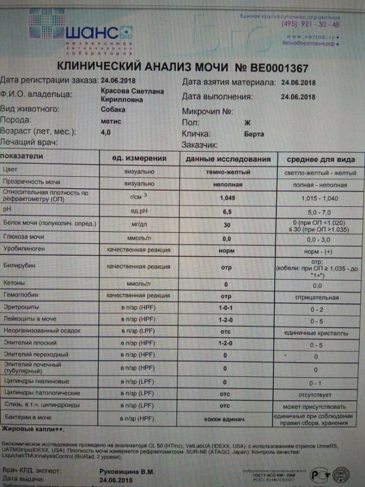 Бактерии в моче после лечения. Общий анализ мочи бактерии. Анализ мочи бактерии норма. Норма бактерий в моче. Показатель бактерий в моче.