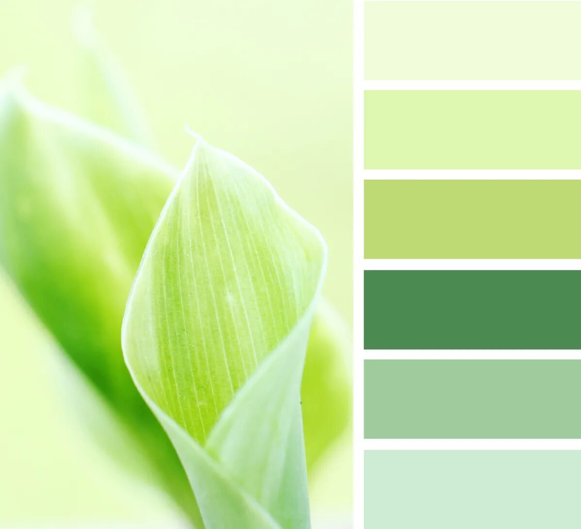 Оттенки зелёного цвета названия. Сатин салатовый. Зеленый цвет названия. Салатовый цвет в одежде. Салатный цвет.